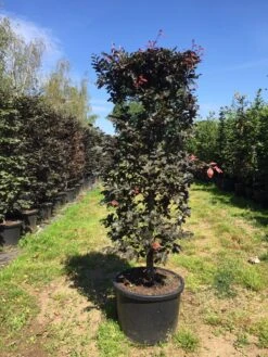 Rode Beukenhaag Als Haagelement (Fagus Sylvatica 'Atropunicea') -Directplant Winkel fagus syl. atropunicea 125x45x45 pot