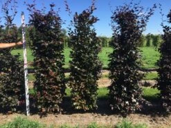 Rode Beukenhaag Als Haagelement (Fagus Sylvatica 'Atropunicea') -Directplant Winkel fagus syl. atropunicea 200 x 50 x 50 cm drkl haagelement 1 1