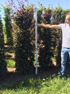 Rode Beukenhaag Als Haagelement (Fagus Sylvatica 'Atropunicea') -Directplant Winkel fagus syl. atropunicea 200 x 50 x 50 cm drkl haagelement 2 1