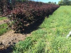 Rode Beukenhaag Als Haagelement (Fagus Sylvatica 'Atropunicea') -Directplant Winkel fagus syl. atropunicea 80 x 50 x 50 cm drkl haagelement 1 1