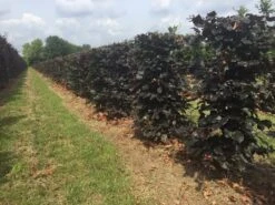 Rode Beukenhaag Als Haagelement (Fagus Sylvatica 'Atropunicea') -Directplant Winkel fagus sylv. atropunicea h125x50x50cm