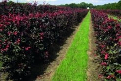 Rode Beukenhaag Als Haagelement (Fagus Sylvatica 'Atropunicea') -Directplant Winkel fagus sylv.atropunicea 1