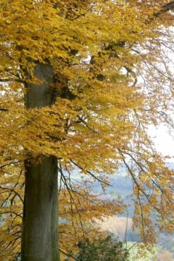 Beukenboom (Fagus Sylvatica) -Directplant Winkel fagus sylvatica02