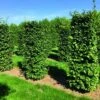 Beukenhaag Als Haagelement (Fagus Sylvatica) -Directplant Winkel fagus sylvatica 1 1