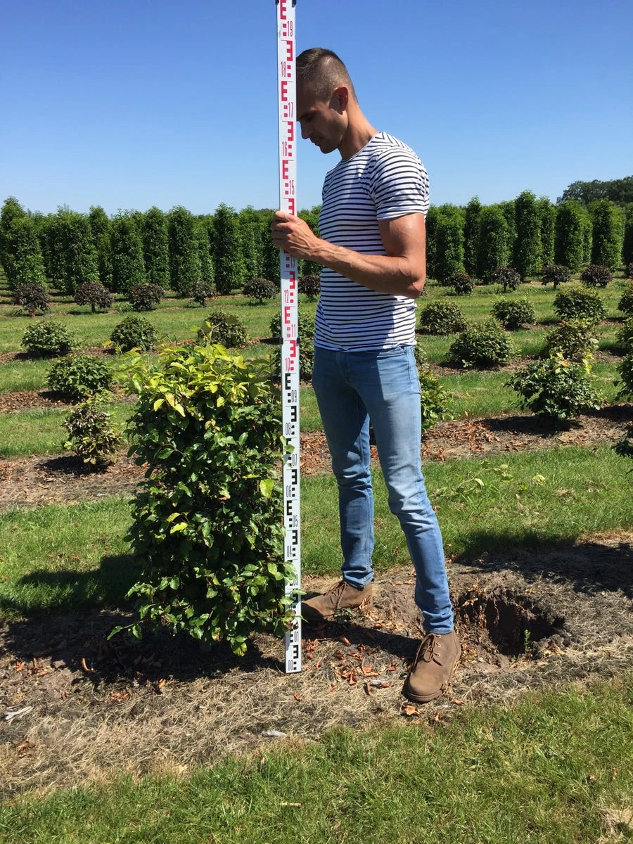 Beukenhaag Als Haagelement (Fagus Sylvatica) 9 Beukenhaag Als Haagelement (Fagus Sylvatica) - Afbeelding 7