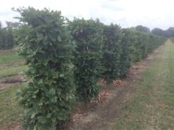 Beukenhaag Als Haagelement (Fagus Sylvatica) -Directplant Winkel fagus sylvatica 120 x 50 x 50 cm drkl haagelement