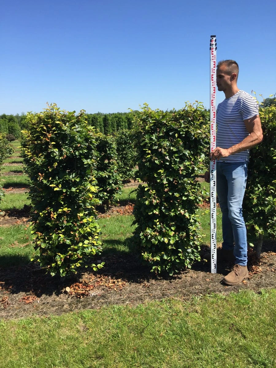 Beukenhaag Als Haagelement (Fagus Sylvatica) 13 Beukenhaag Als Haagelement (Fagus Sylvatica) - Afbeelding 11