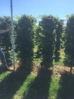 Beukenhaag Als Haagelement (Fagus Sylvatica) -Directplant Winkel fagus sylvatica 180 x 50 x 50 cm drkl haagelement 2