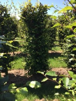 Beukenhaag Als Haagelement (Fagus Sylvatica) 29 Beukenhaag Als Haagelement (Fagus Sylvatica) -Directplant Winkel fagus sylvatica 200 x 50 x 50 cm drkl haagelement 1