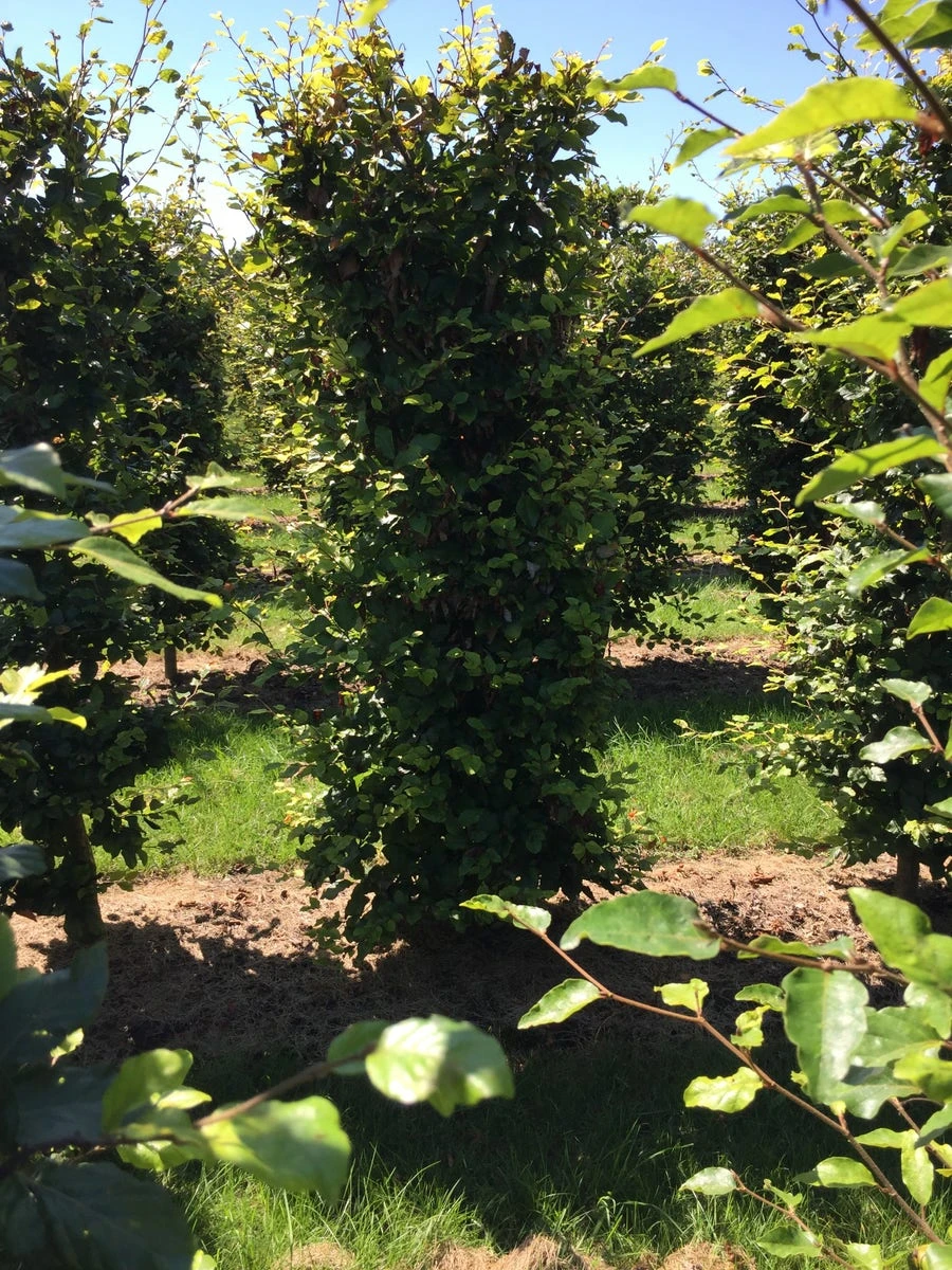 Beukenhaag Als Haagelement (Fagus Sylvatica) 16 Beukenhaag Als Haagelement (Fagus Sylvatica) - Afbeelding 14