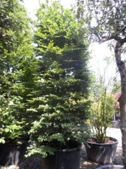 Beukenboom (Fagus Sylvatica) -Directplant Winkel fagus sylvatica 300 350 c500 zuil