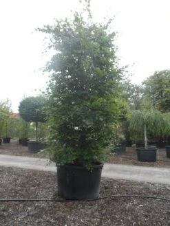 Beukenboom (Fagus Sylvatica) -Directplant Winkel fagus sylvatica 300 350 c750 zuil