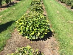 Beuk Als Bolvorm (Fagus Sylvatica) -Directplant Winkel fagus sylvatica 50 cm breed platte bol drkl 2