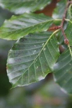 Beukenboom (Fagus Sylvatica) -Directplant Winkel fagus sylvatica 5