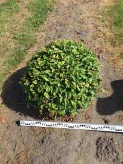 Beuk Als Bolvorm (Fagus Sylvatica) -Directplant Winkel fagus sylvatica 70 cm breed bol drkl