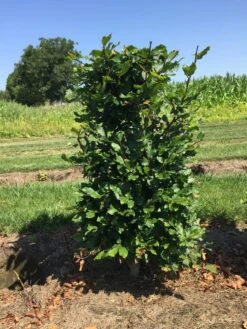 Beukenhaag Als Haagelement (Fagus Sylvatica) -Directplant Winkel fagus sylvatica 80 x 50 x 50 cm drkl haagelement