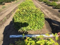 Beuk Als Bolvorm (Fagus Sylvatica) -Directplant Winkel fagus sylvatica 90 cm breed platte bol drkl 1