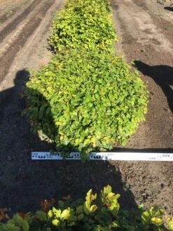 Beuk Als Bolvorm (Fagus Sylvatica) -Directplant Winkel fagus sylvatica 90 cm breed platte bol drkl 3