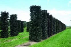 Rode Beukenhaag Als Haagelement (Fagus Sylvatica 'Atropunicea') -Directplant Winkel fagus sylvatica atropunicea 1