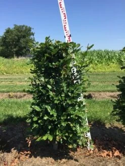 Beukenhaag Als Haagelement (Fagus Sylvatica) -Directplant Winkel fagus sylvatica h100x50x50 cm 2
