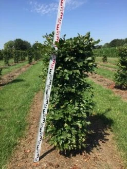 Beukenhaag Als Haagelement (Fagus Sylvatica) -Directplant Winkel fagus sylvatica h125x50x50 cm 2