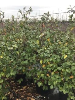 Michelia (Fairy Magnolia 'Blush') -Directplant Winkel fairyblush 1