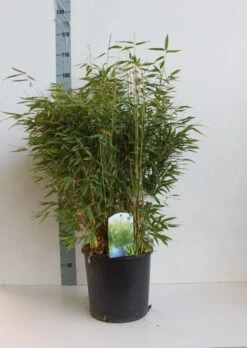 Niet Woekerende Bamboe (Fargesia Murieliae) 5 Niet Woekerende Bamboe (Fargesia Murieliae) -Directplant Winkel fargeisa murieliae 60 80 cm co. 10l kopie kopie kopie 1