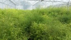 Bamboe (Fargesia Rufa) -Directplant Winkel fargesia 1