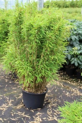 Niet Woekerende Bamboe (Fargesia Robusta) 15 Niet Woekerende Bamboe (Fargesia Robusta) - Afbeelding 13