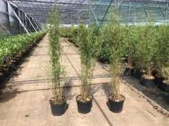 Niet Woekerende Bamboe (Fargesia 'Jiuzhaigou') -Directplant Winkel fargesia 2