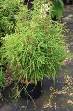 Niet Woekerende Bamboe (Fargesia Robusta) 28 Niet Woekerende Bamboe (Fargesia Robusta) -Directplant Winkel fargesia 2