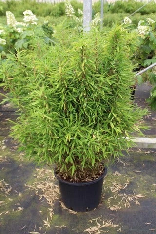 Niet Woekerende Bamboe (Fargesia Robusta) 16 Niet Woekerende Bamboe (Fargesia Robusta) - Afbeelding 14