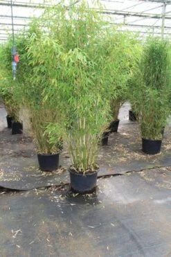 Niet Woekerende Bamboe (Fargesia Robusta) 33 Niet Woekerende Bamboe (Fargesia Robusta) -Directplant Winkel fargesia 4 1