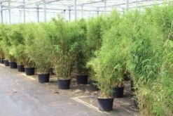 Niet Woekerende Bamboe (Fargesia Robusta) 29 Niet Woekerende Bamboe (Fargesia Robusta) -Directplant Winkel fargesia 5 1
