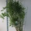 Niet-woekerende Bamboe (Fargesia Denudata) -Directplant Winkel fargesia denudata 125 150 cm co. 18l kopie 2 1