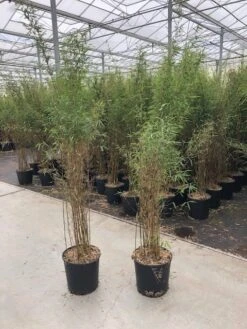 Niet Woekerende Bamboe (Fargesia 'Jiuzhaigou') -Directplant Winkel fargesia jiu