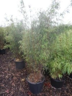 Niet Woekerende Bamboe (Fargesia 'Jiuzhaigou') -Directplant Winkel fargesia jiu 125 150 175 c30 1