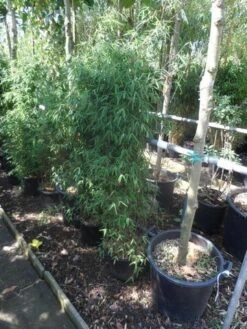 Niet Woekerende Bamboe (Fargesia 'Jiuzhaigou') -Directplant Winkel fargesia jiu 125 150 c12