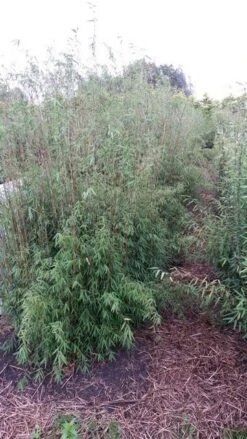 Niet Woekerende Bamboe (Fargesia 'Jiuzhaigou') -Directplant Winkel fargesia jiuzaghou 1