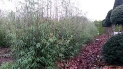 Niet Woekerende Bamboe (Fargesia 'Jiuzhaigou') -Directplant Winkel fargesia jiuzaghou 4 1 1