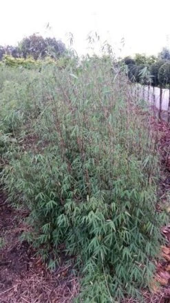 Niet Woekerende Bamboe (Fargesia 'Jiuzhaigou') -Directplant Winkel fargesia jiuzaghou 4 2