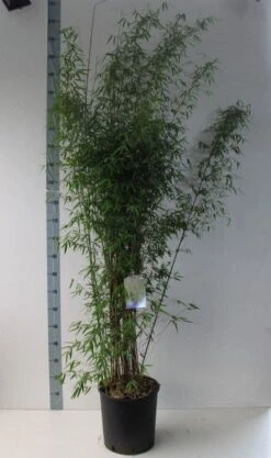 Niet Woekerende Bamboe (Fargesia 'Jiuzhaigou') -Directplant Winkel fargesia juizhaigo 125 150 co. 18l kopie kopie 1