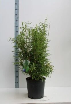 Niet Woekerende Bamboe (Fargesia 'Dino') 11 Niet Woekerende Bamboe (Fargesia 'Dino') -Directplant Winkel fargesia m. dino 80 100 cm co. 12l v kopie 1