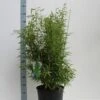 Niet Woekerende Bamboe (Fargesia 'Panda') 2 Niet Woekerende Bamboe (Fargesia 'Panda') -Directplant Winkel fargesia m. dino 80 100 cm co. 12l v kopie 1 1