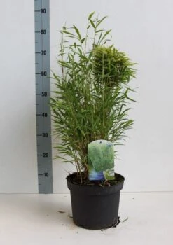 Niet Woekerende Bamboe (Fargesia Murieliae 'Bimbo') -Directplant Winkel fargesia m bimbo 40 50 cm co. 5l kopie