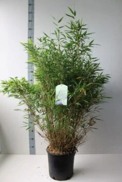 Niet Woekerende Bamboe (Fargesia Murieliae 'Simba') 24 Niet Woekerende Bamboe (Fargesia Murieliae 'Simba') -Directplant Winkel fargesia m simba 80 100 cm co. 15 kopie 1