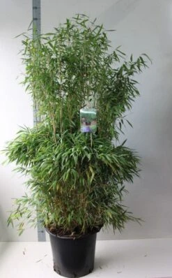 Niet Woekerende Bamboe (Fargesia Murieliae 'Jumbo') -Directplant Winkel fargesia m super jumbo 125 150 co. 30l kopie 2