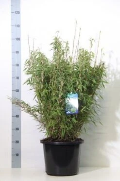 Niet Woekerende Bamboe (Fargesia Murieliae 'Bimbo') -Directplant Winkel fargesia mur. bimbo 60 80 cm co. 12l