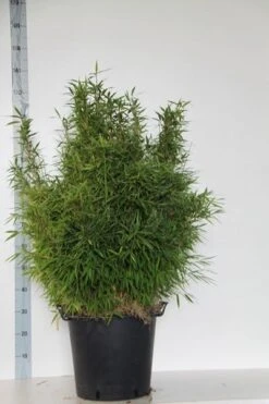 Niet Woekerende Bamboe (Fargesia Murieliae 'Bimbo') -Directplant Winkel fargesia mur. bimbo 80 100 cm co. 30l