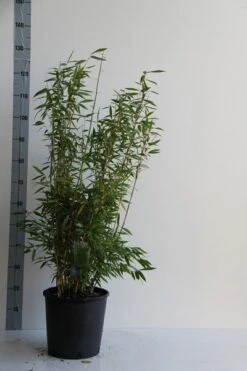 Niet Woekerende Bamboe (Fargesia 'Panda') 5 Niet Woekerende Bamboe (Fargesia 'Panda') -Directplant Winkel fargesia mur. dino 80 100 cm co. 12l v 1 1